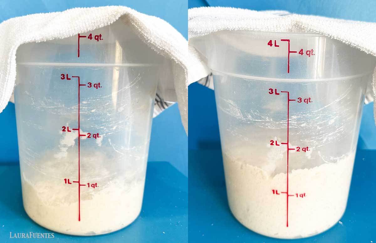 dough rising in a bread container